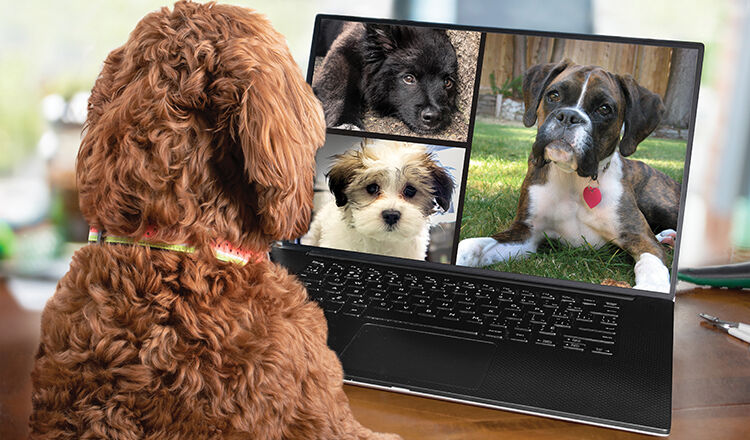 Dogs Facetiming Each Other